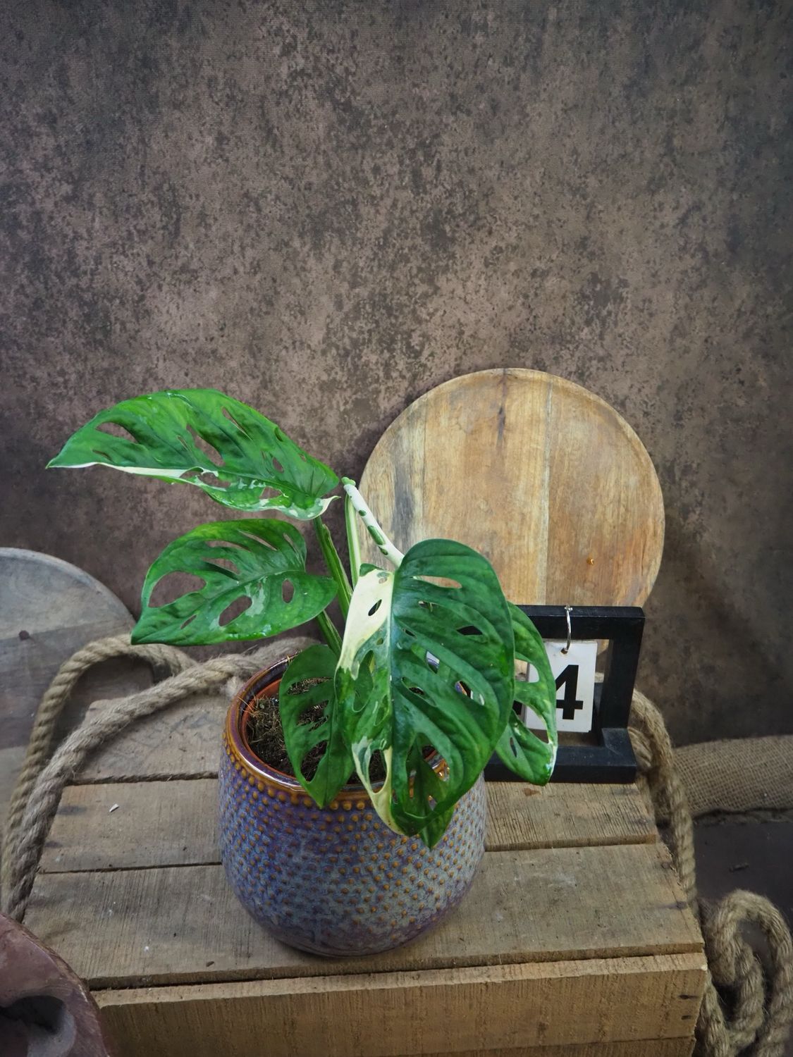 Monstera adansonii Albo Variegata #4