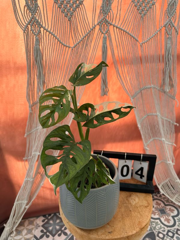 Monstera adansonii Albo Variegata #4