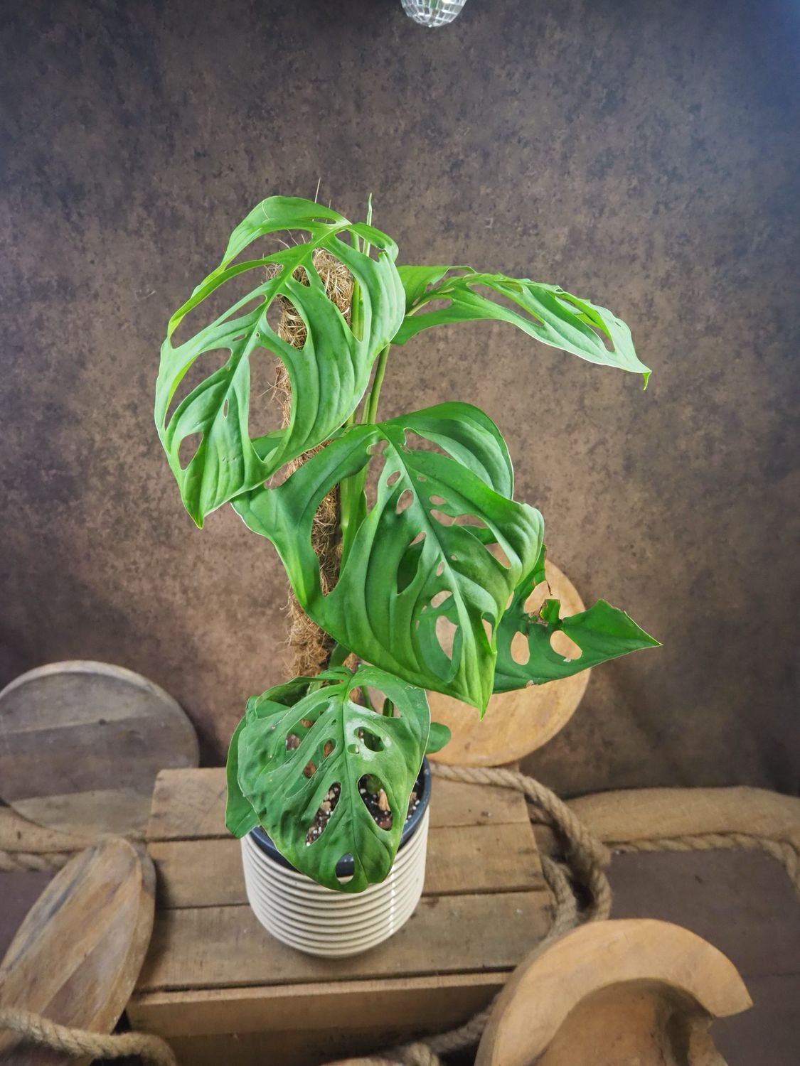 Monstera Esqueleto Monstera Esqueleto