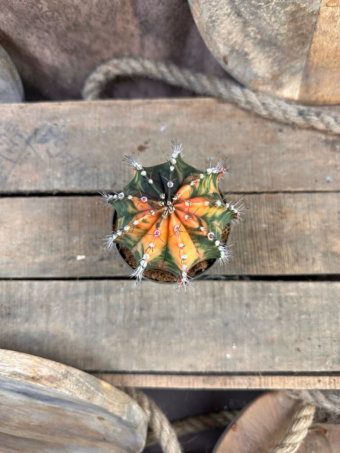 Mondkaktus - Gymnocalycium mihanovichii variegata #3