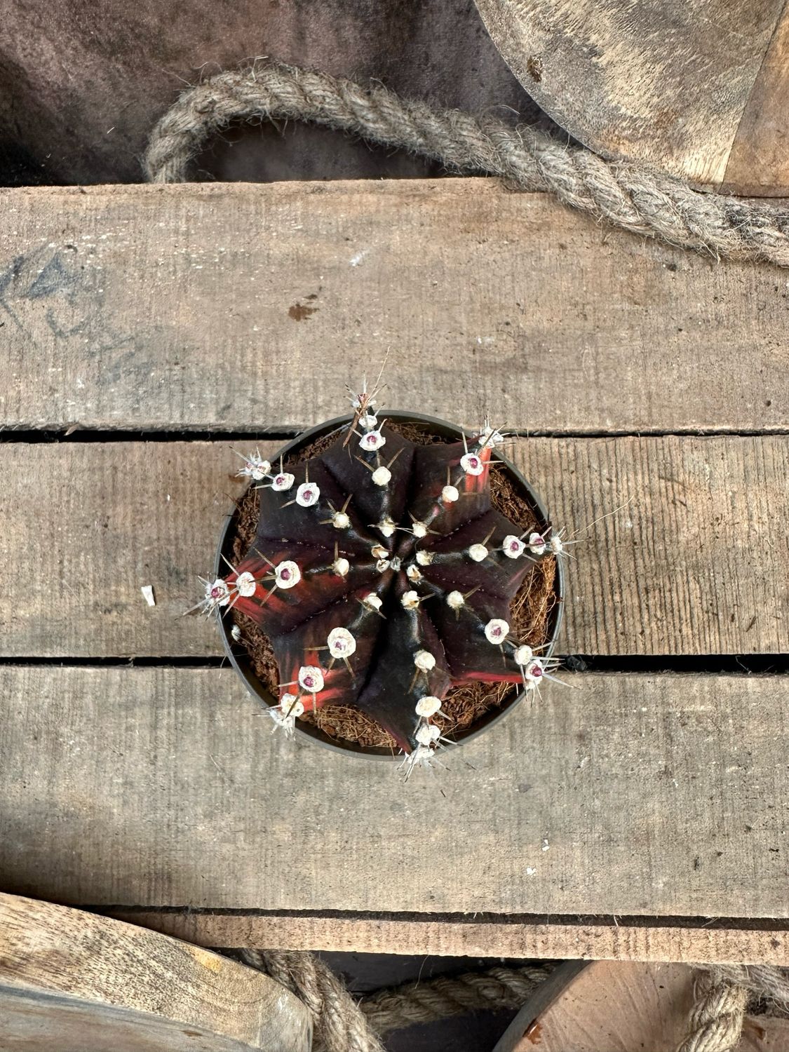 Mondkaktus - Gymnocalycium mihanovichii variegata #1