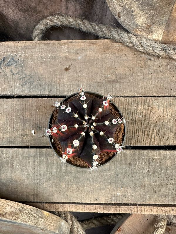 Mondkaktus - Gymnocalycium mihanovichii variegata #1