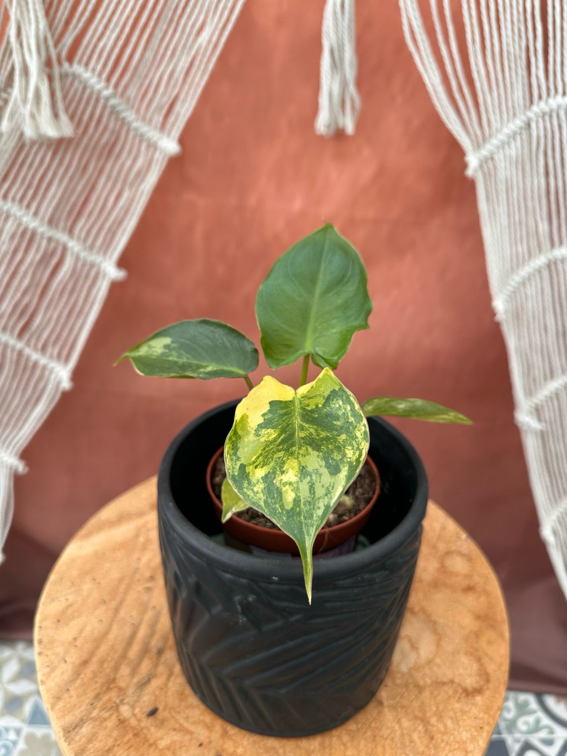 Philodendron Burle Marx Variegata #2