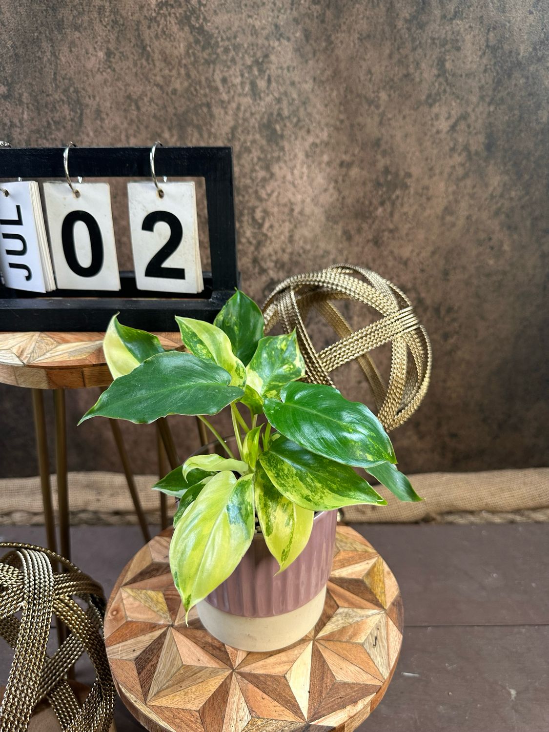 Philodendron Burle Marx Variegata #2 Philodendron Burle Marx Variegata #2