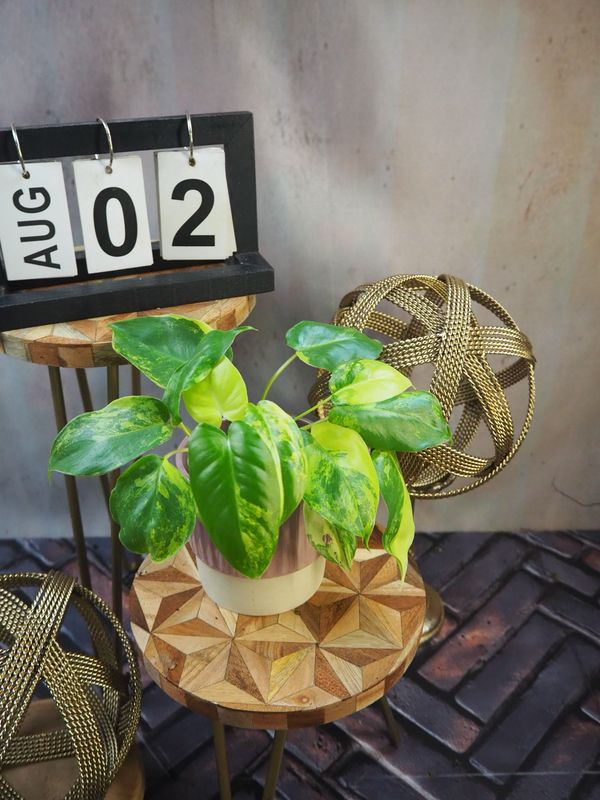 Philodendron Burle Marx Variegata #2