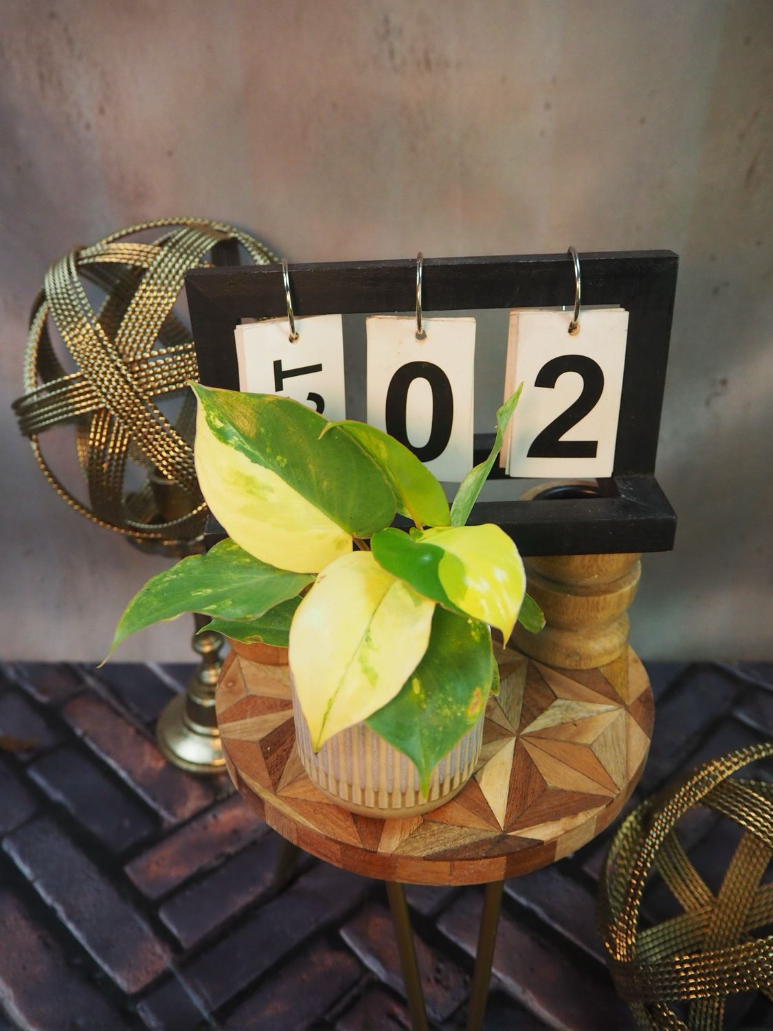 Philodendron Burle Marx Variegata #2 Philodendron Burle Marx Variegata #2