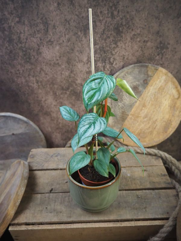 Philodendron Sodiroi S
