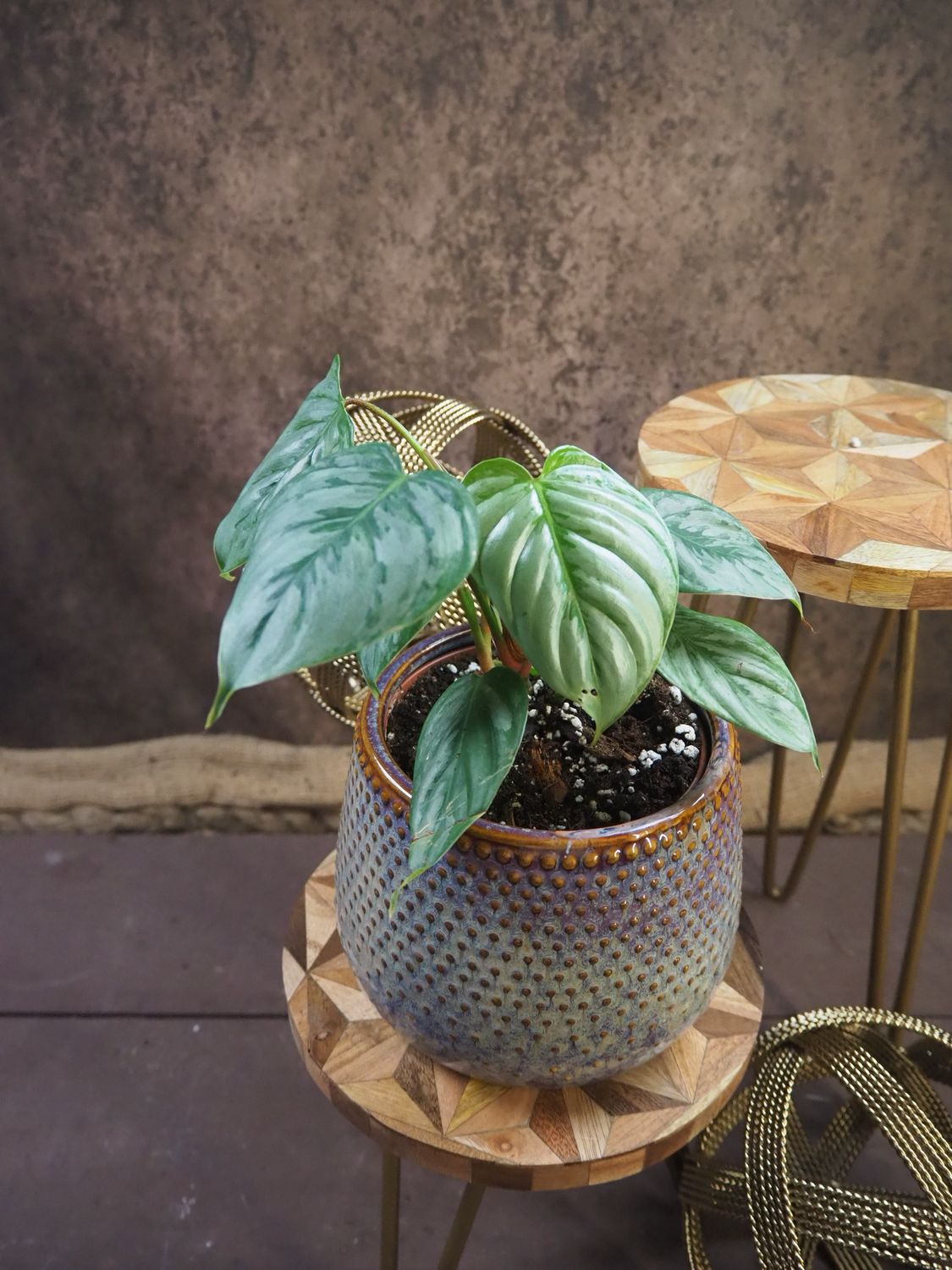 Philodendron Sodiroi S
