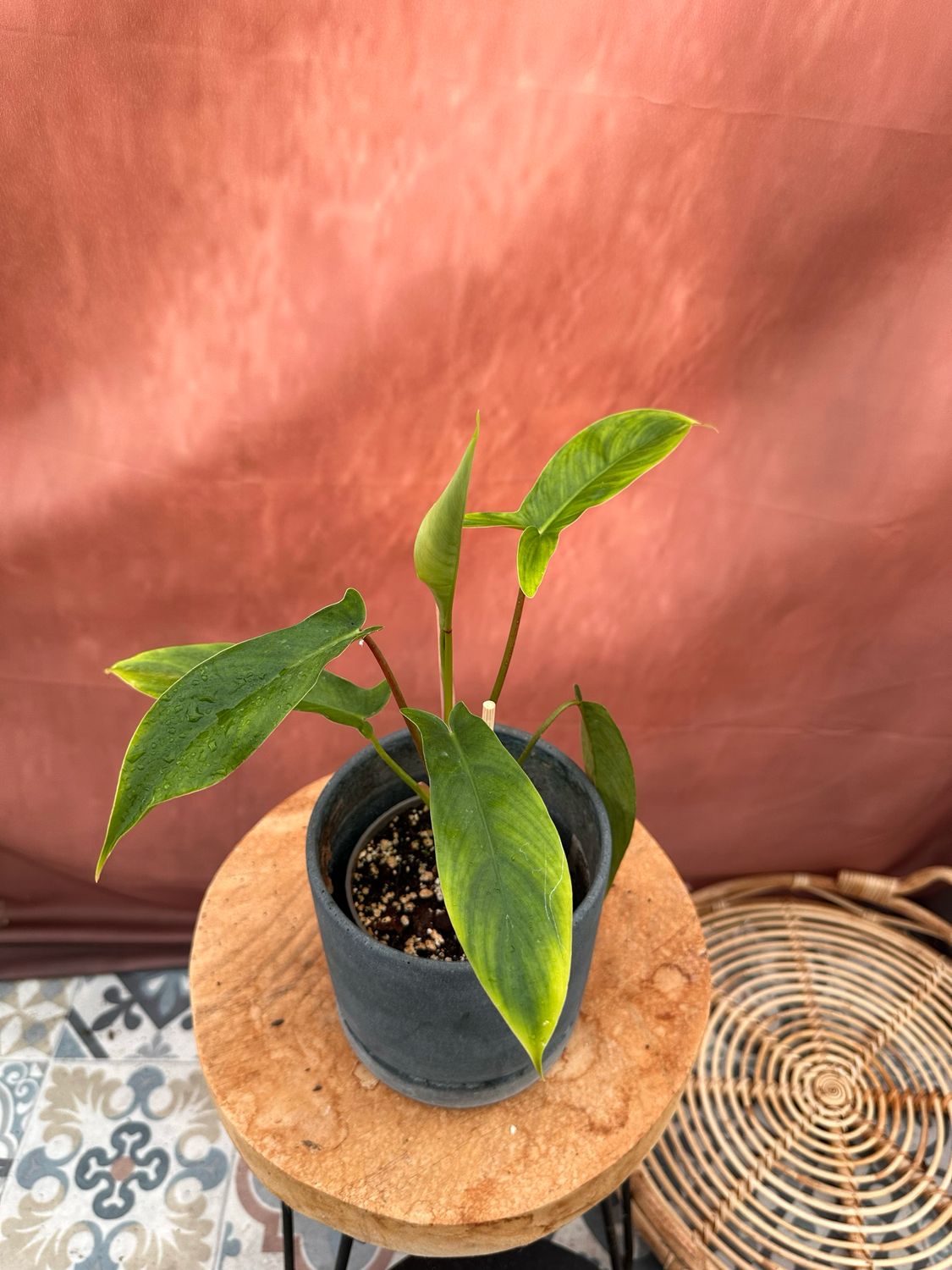 Philodendron 69686