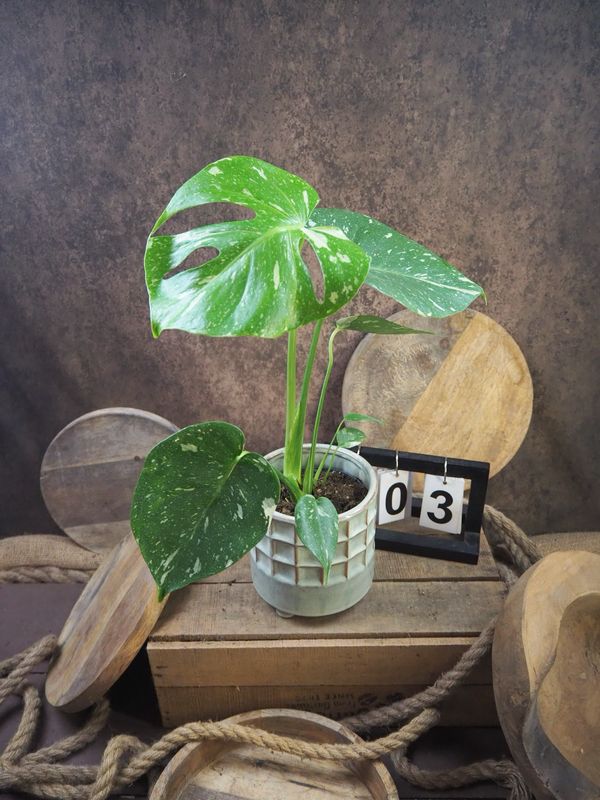 Monstera Thai Constellation S #3