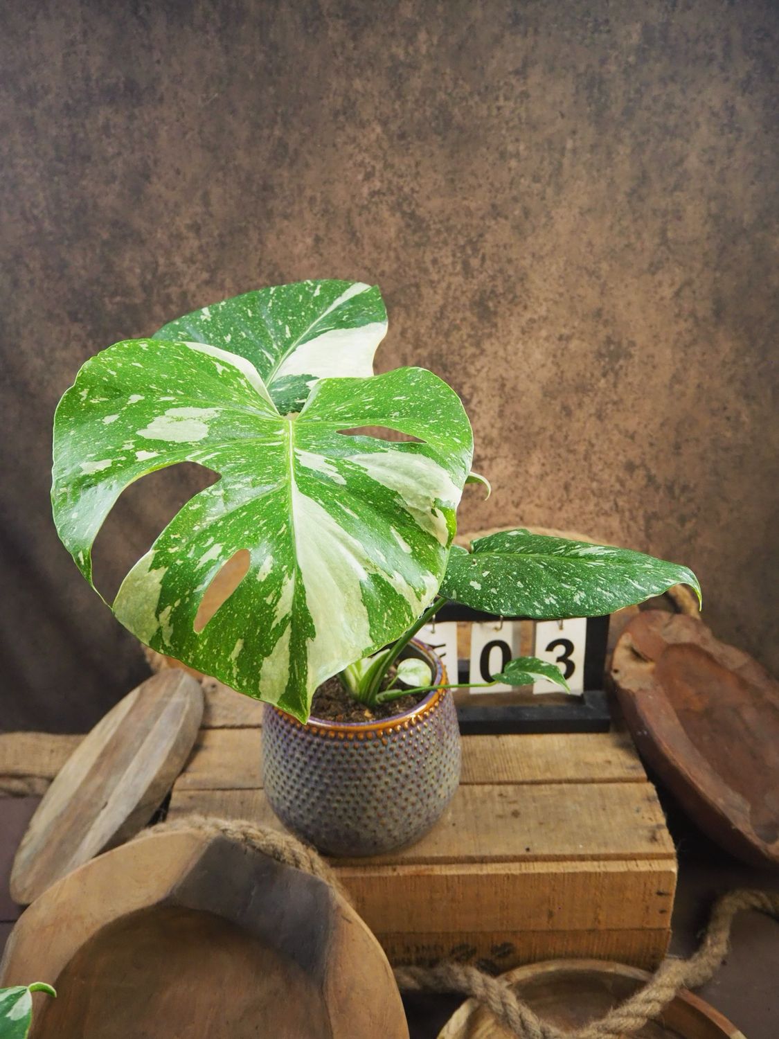 Monstera Thai Constellation S #3