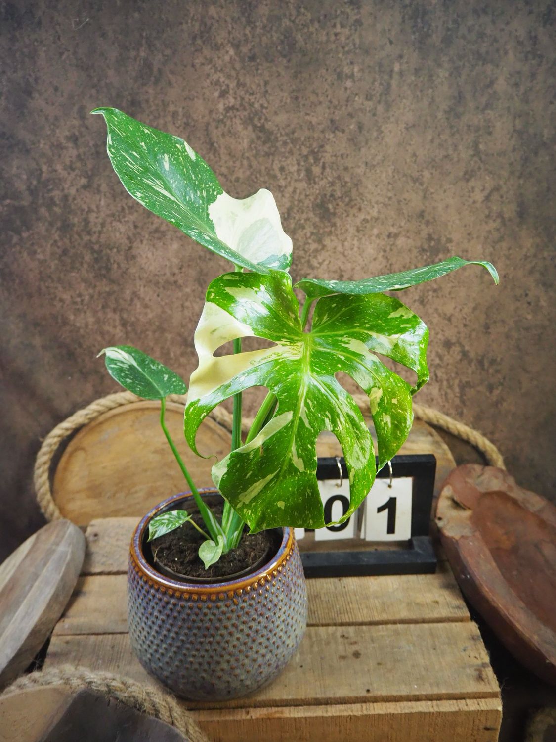 Monstera Thai Constellation S #1