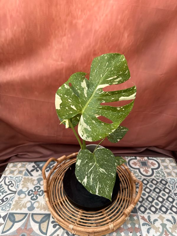Monstera Thai Constellation S #1 Monstera Thai Constellation S #1