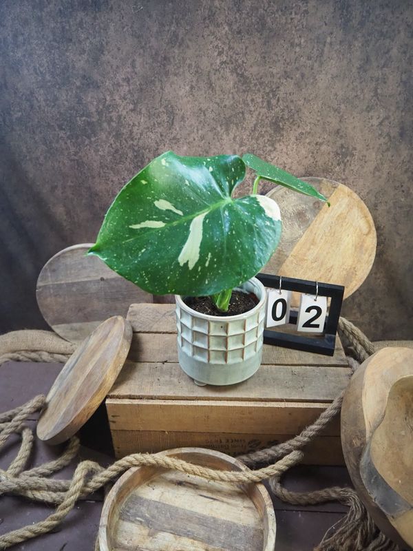 Monstera Thai Constellation S #2