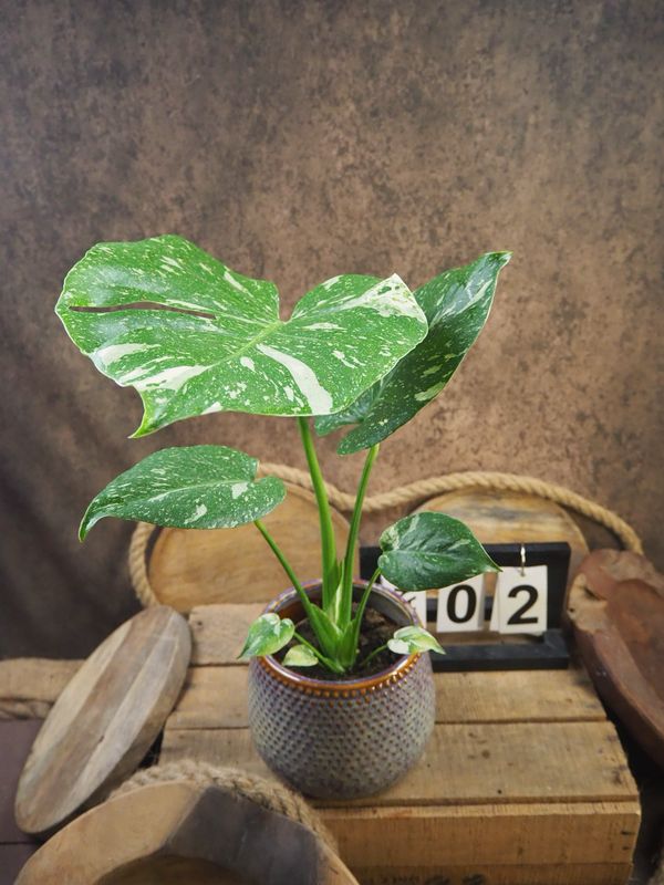 Monstera Thai Constellation S #2