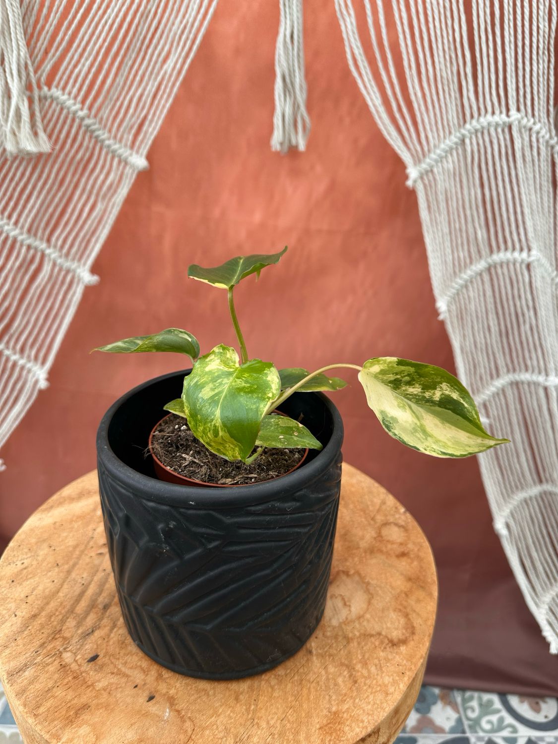 Philodendron Burle Marx Variegata #7