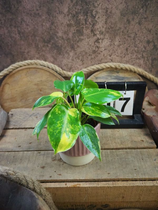 Philodendron Burle Marx Variegata #7 Philodendron Burle Marx Variegata #7