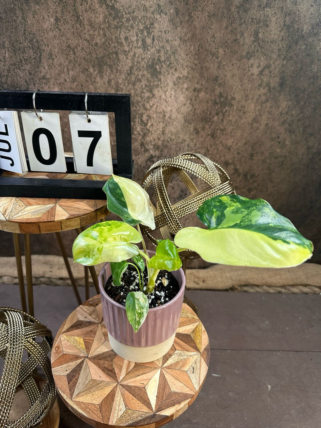 Philodendron Burle Marx Variegata #7 Philodendron Burle Marx Variegata #7