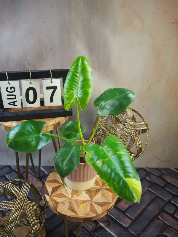 Philodendron Burle Marx Variegata #7
