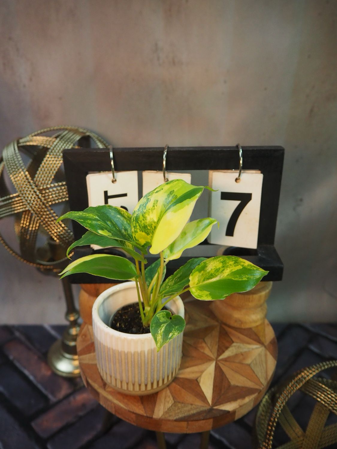Philodendron Burle Marx Variegata #7 Philodendron Burle Marx Variegata #7