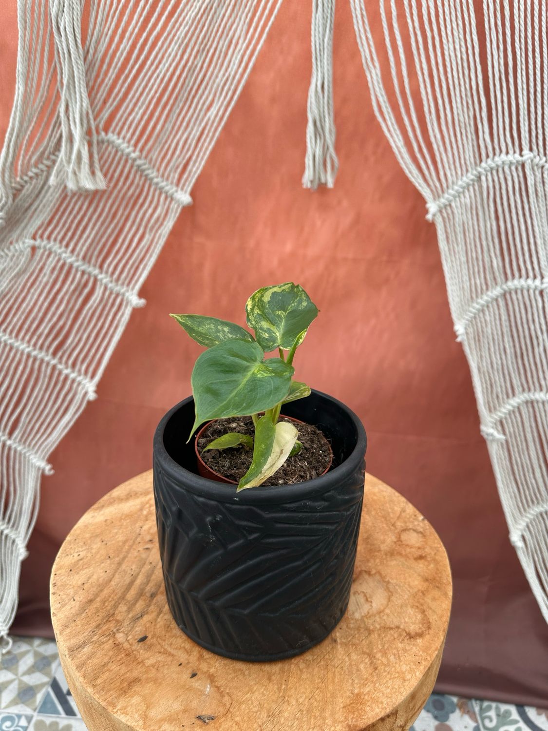 Philodendron Burle Marx Variegata #10