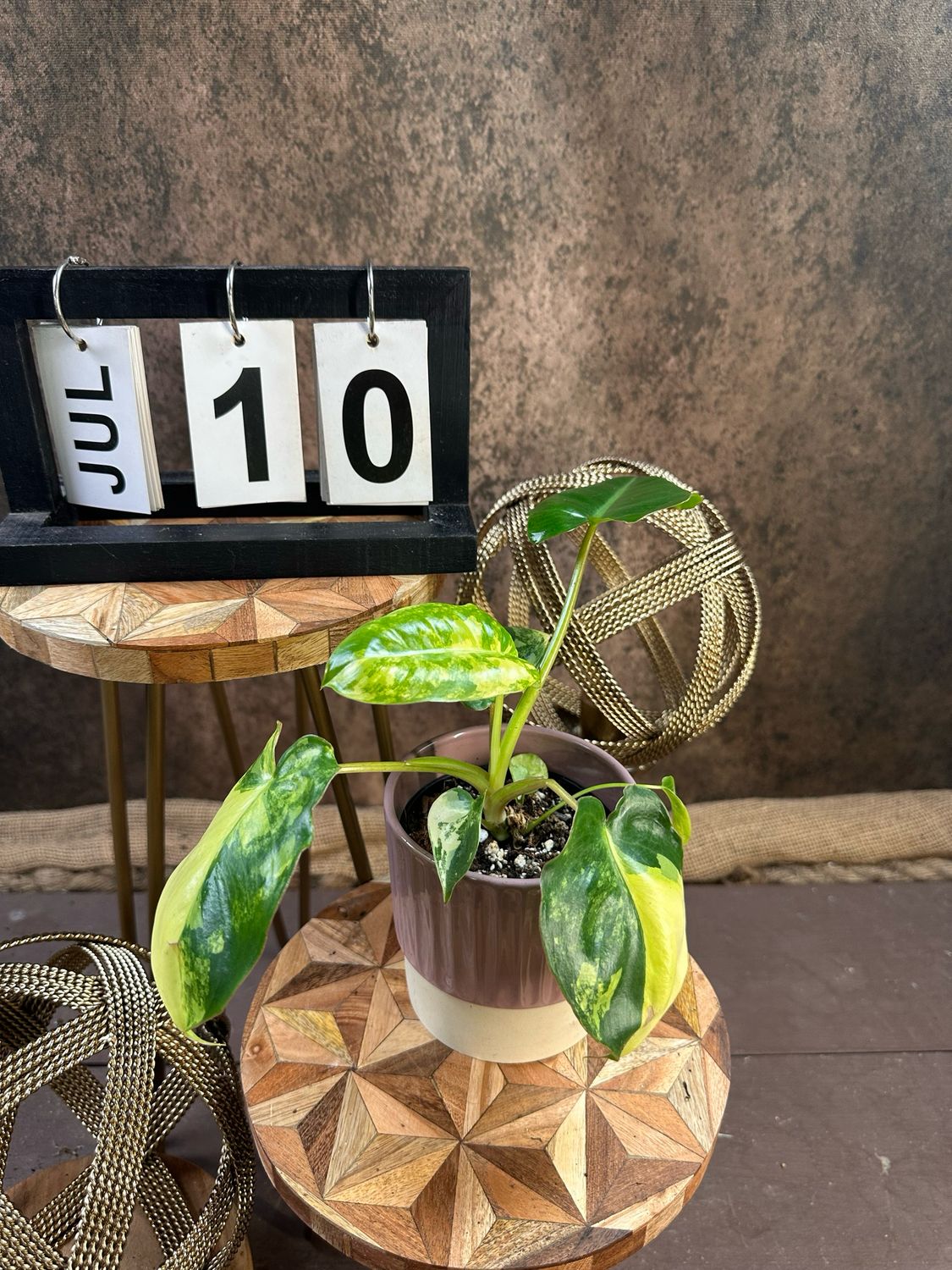Philodendron Burle Marx Variegata #10 Philodendron Burle Marx Variegata #10