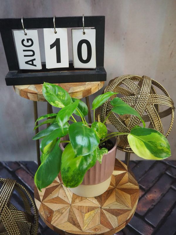 Philodendron Burle Marx Variegata #10