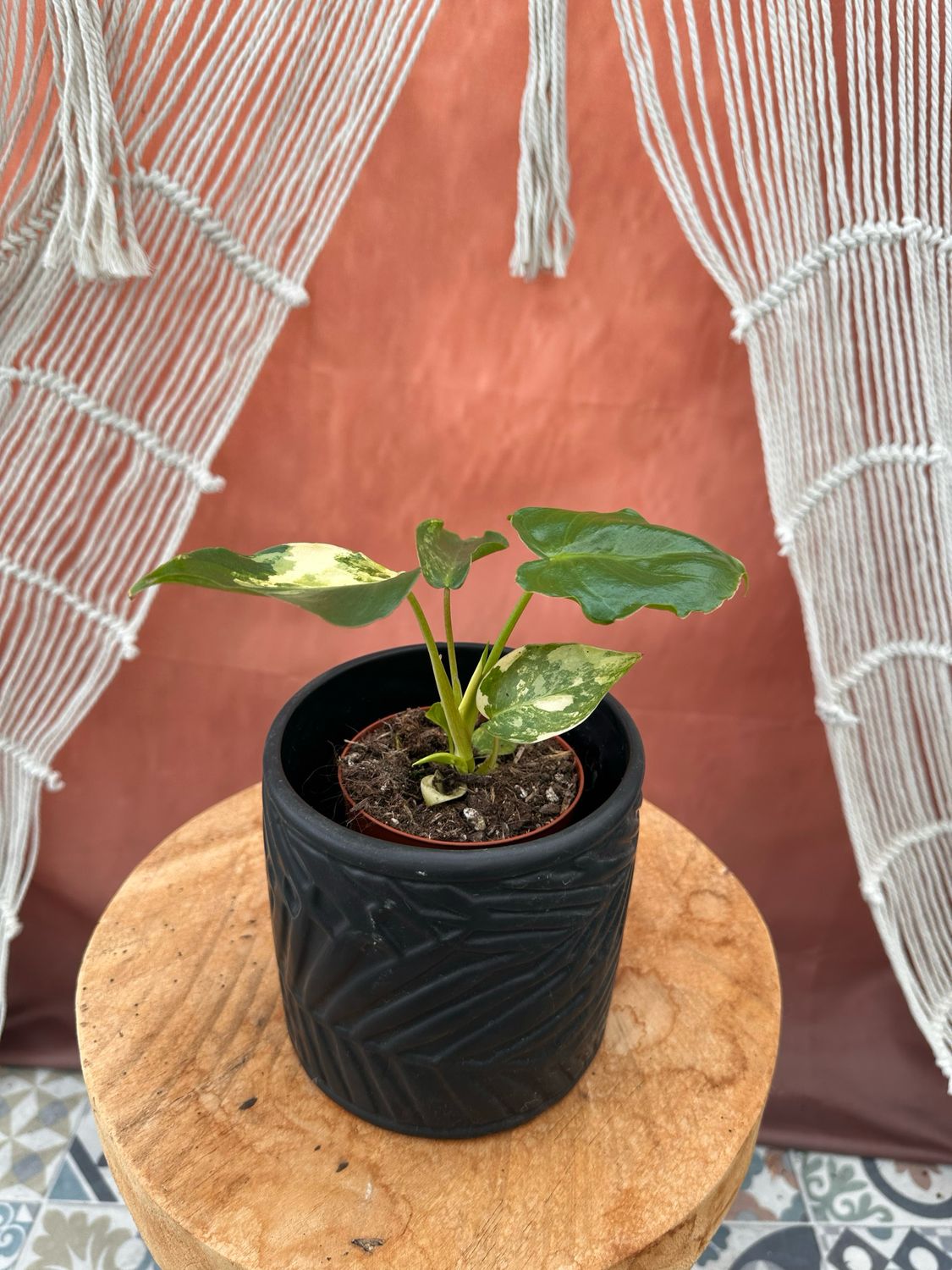 Philodendron Burle Marx Variegata #9