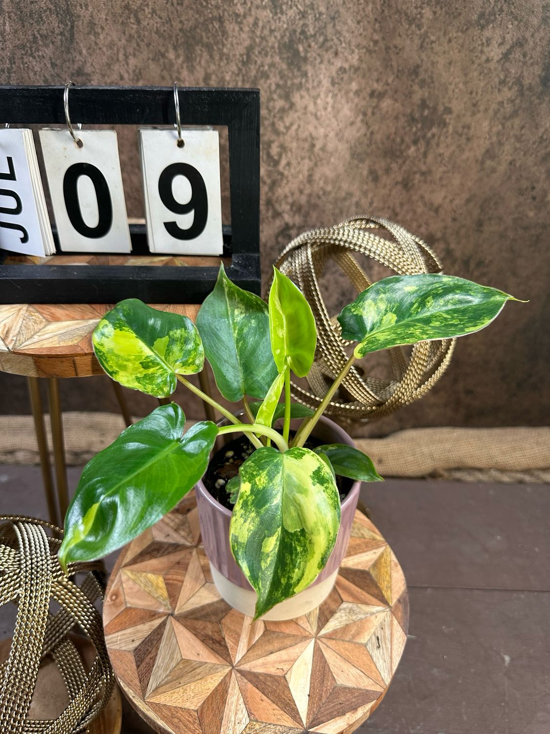 Philodendron Burle Marx Variegata #9 Philodendron Burle Marx Variegata #9