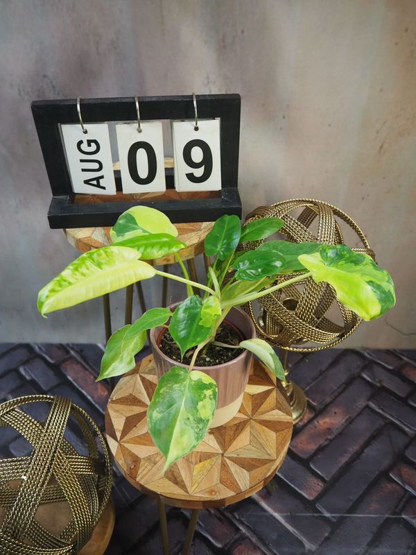 Philodendron Burle Marx Variegata #9