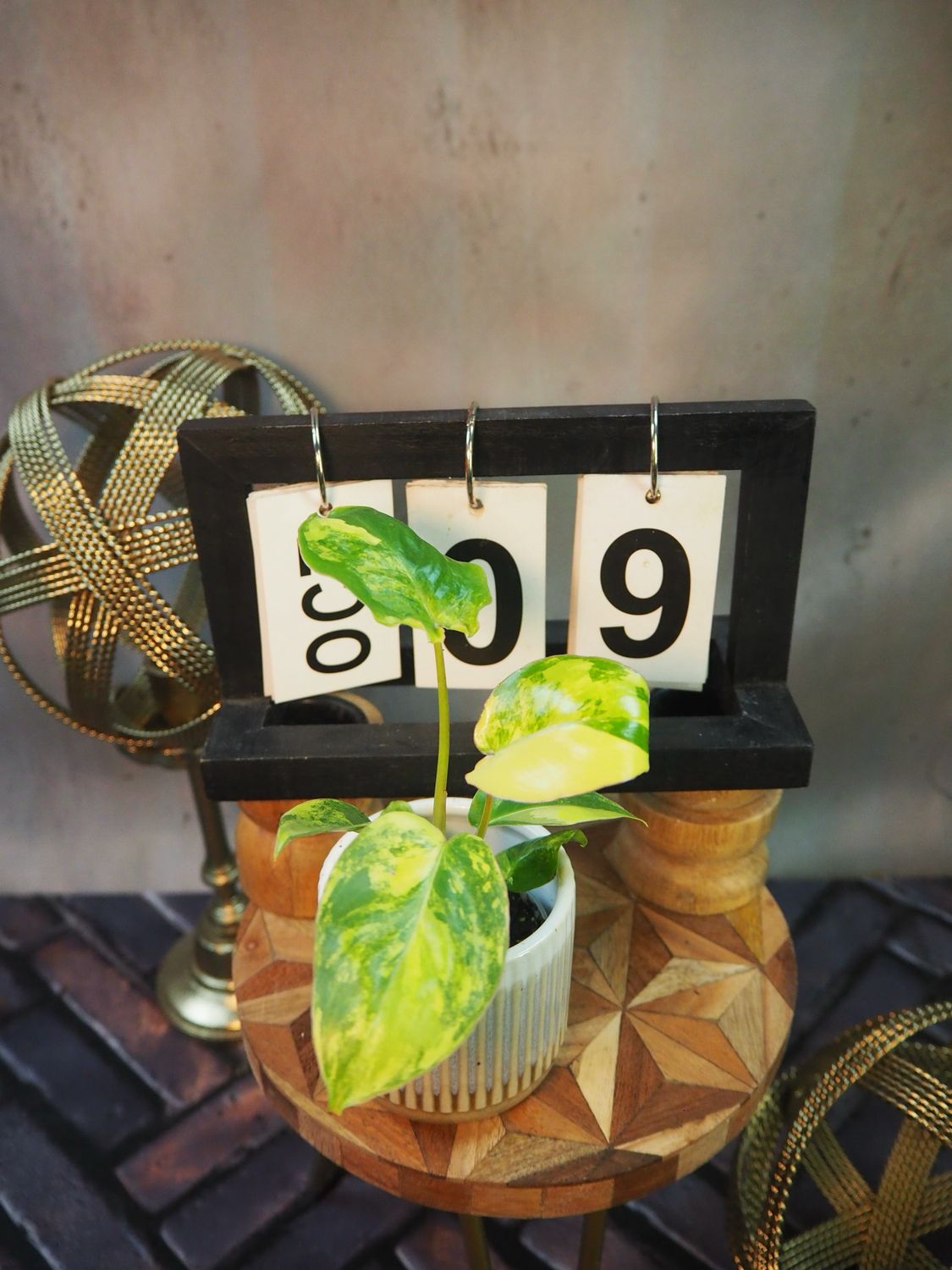 Philodendron Burle Marx Variegata #9 Philodendron Burle Marx Variegata #9