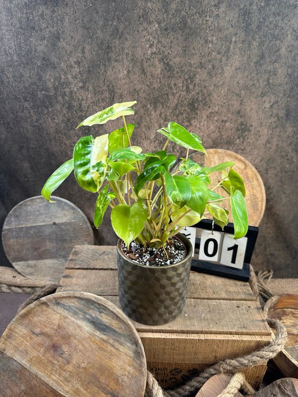 Philodendron Burle Marx Variegata #1