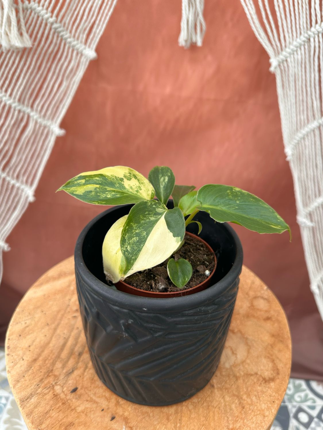 Philodendron Burle Marx Variegata #1 Philodendron Burle Marx Variegata #1