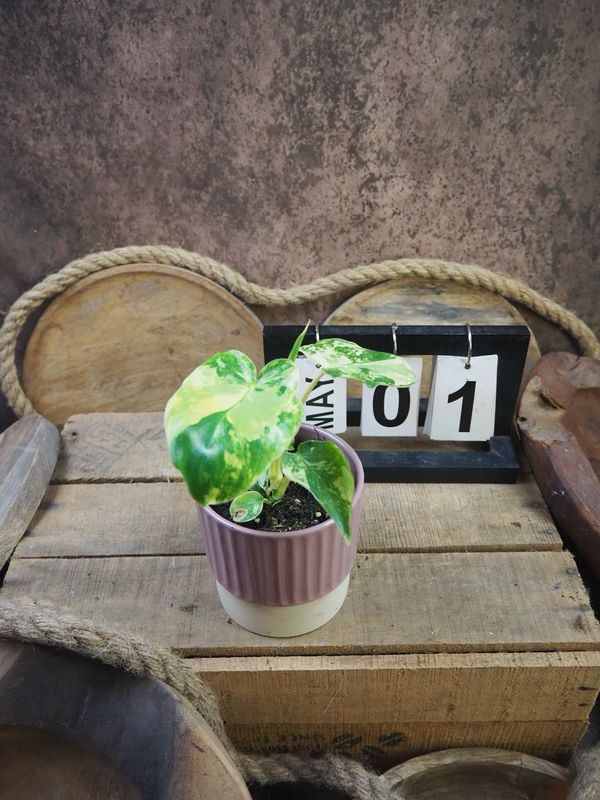 Philodendron Burle Marx Variegata #1 Philodendron Burle Marx Variegata #1