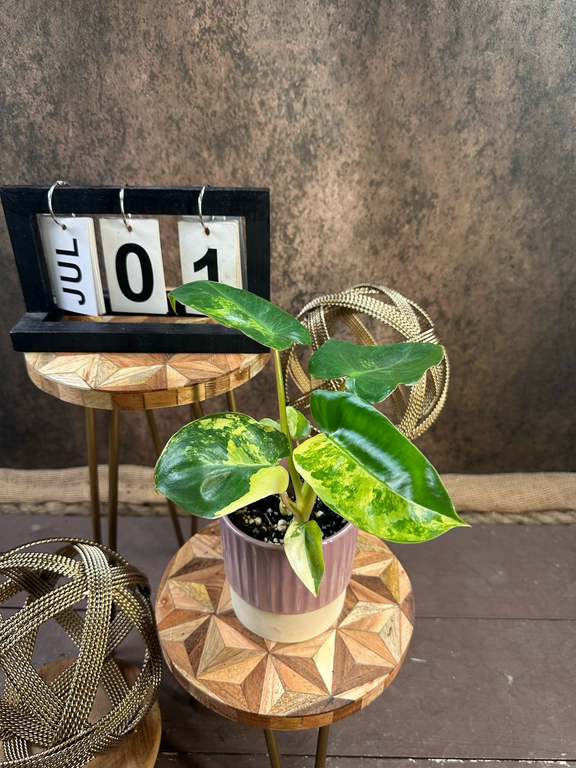 Philodendron Burle Marx Variegata #1