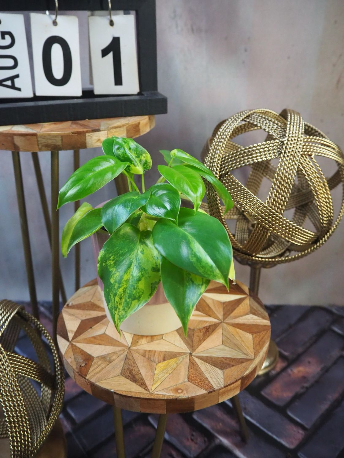 Philodendron Burle Marx Variegata #1
