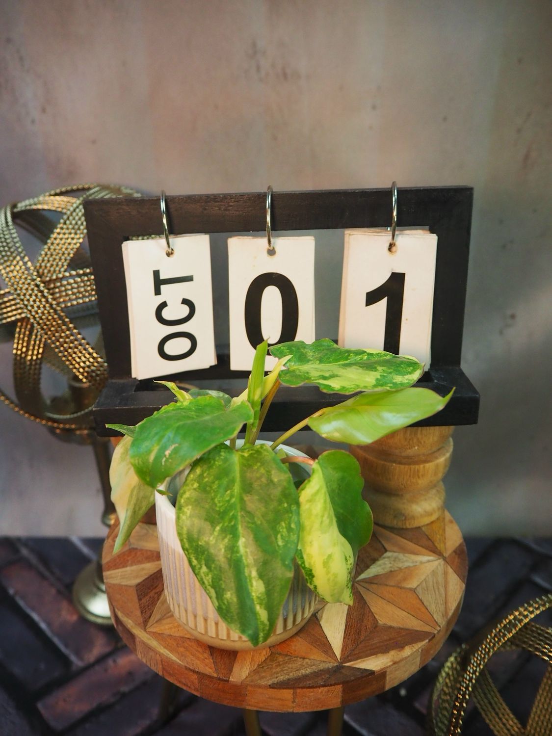 Philodendron Burle Marx Variegata #1 Philodendron Burle Marx Variegata #1