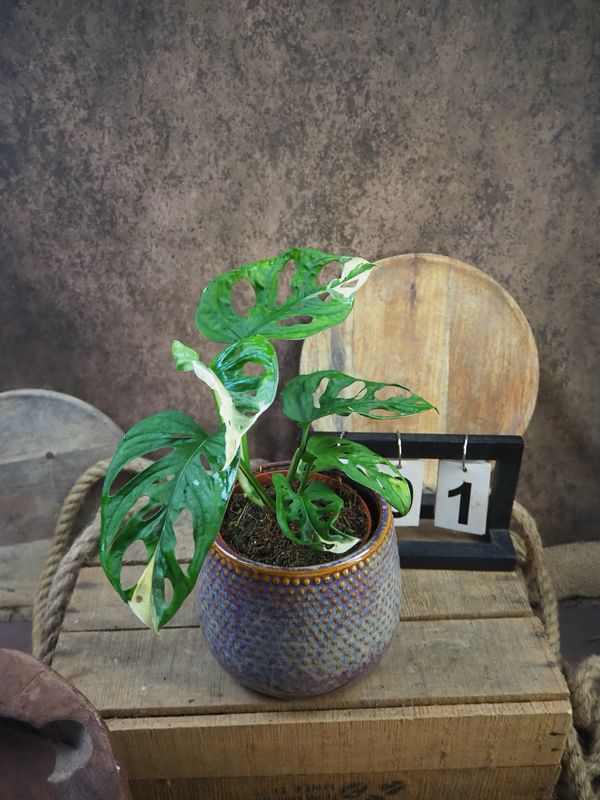 Monstera adansonii Albo Variegata #1 Monstera adansonii Albo Variegata #1