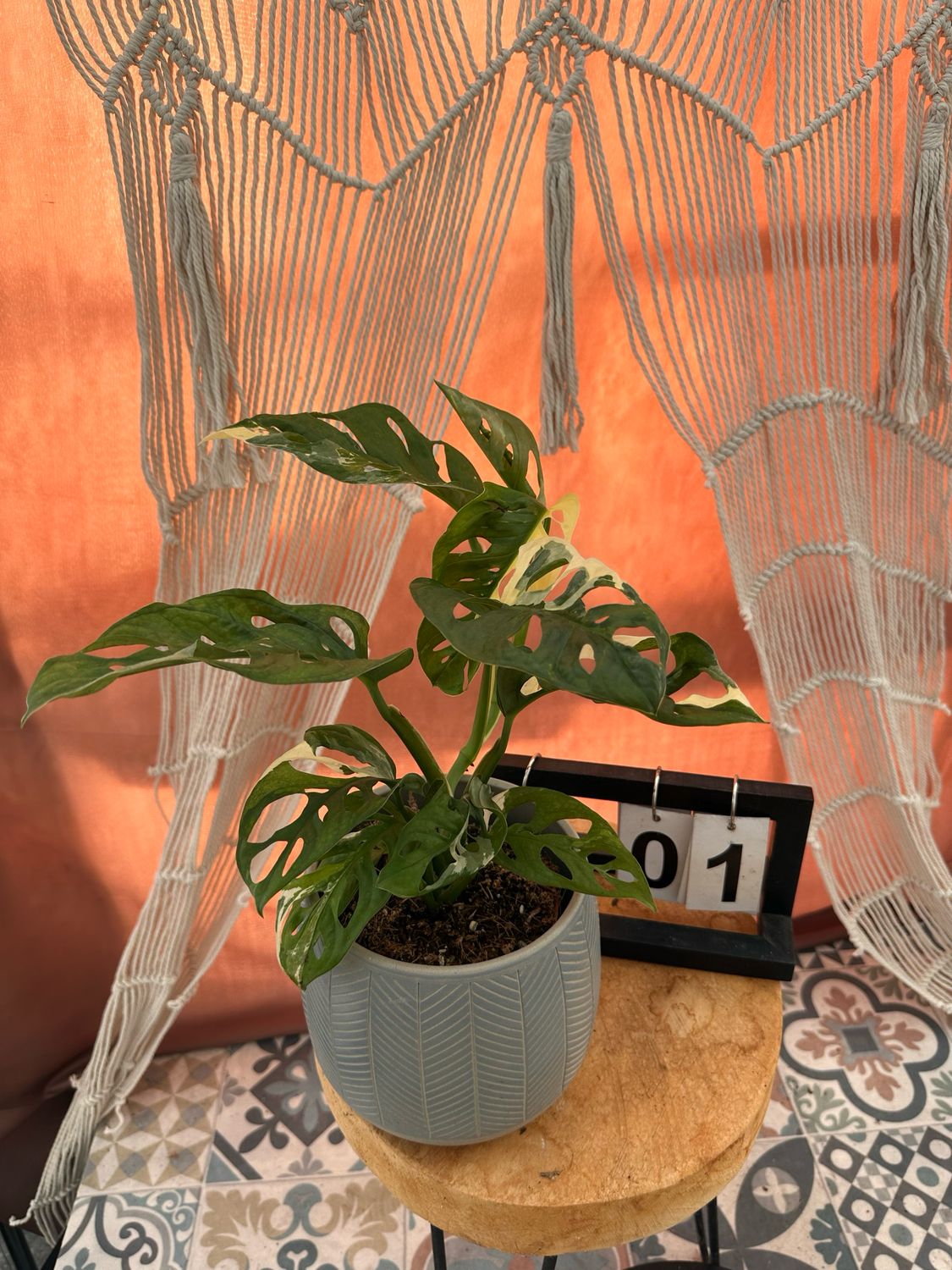 Monstera adansonii Albo Variegata #1