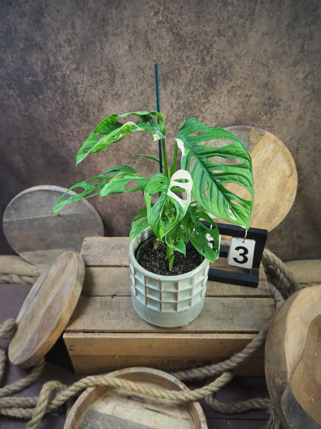 Monstera adansonii Albo Variegata #3 Monstera adansonii Albo Variegata #3