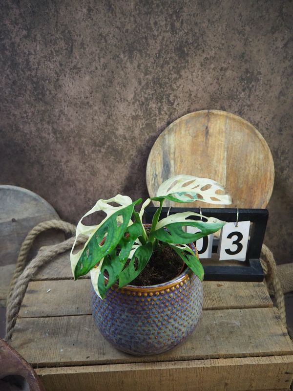 Monstera adansonii Albo Variegata #3 Monstera adansonii Albo Variegata #3