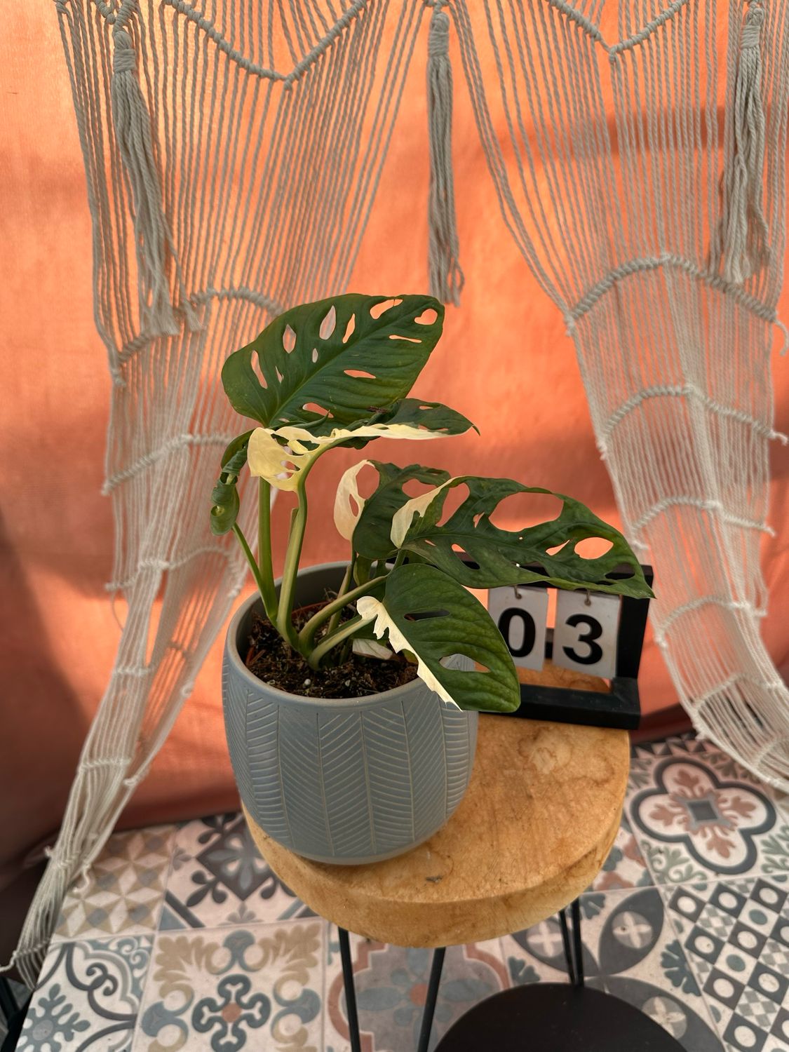 Monstera adansonii Albo Variegata #3