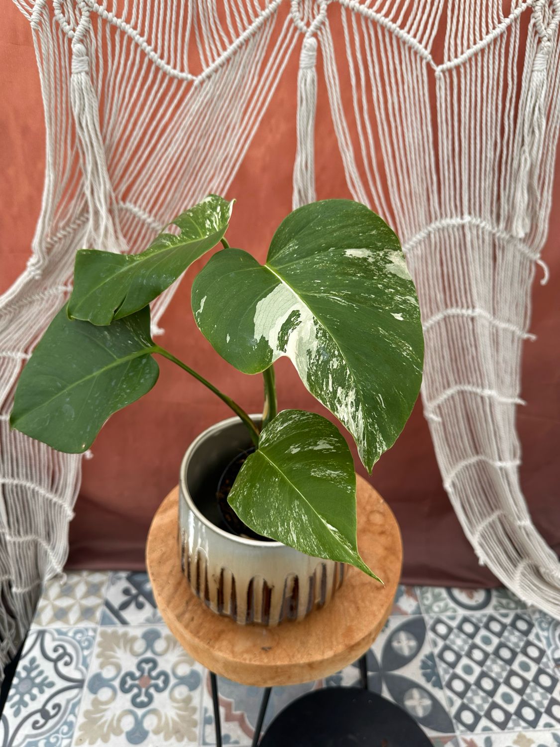 Monstera Albo Variegata #5