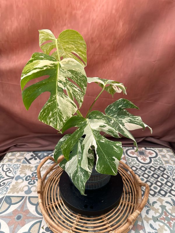 Monstera Albo Variegata #5 Monstera Albo Variegata #5