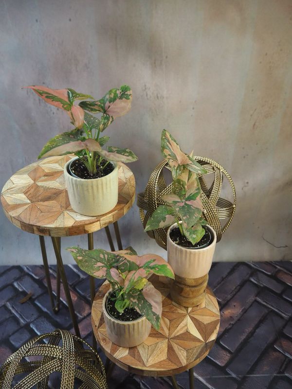 Syngonium Red Spot / Pink Splash