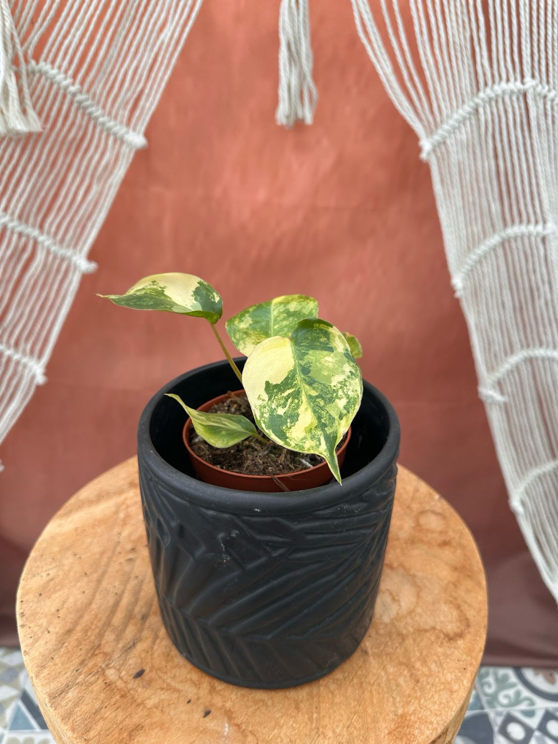 Philodendron Burle Marx Variegata #4
