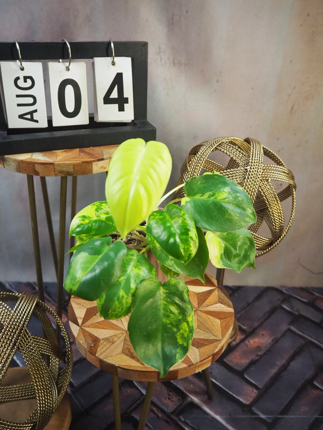 Philodendron Burle Marx Variegata #4