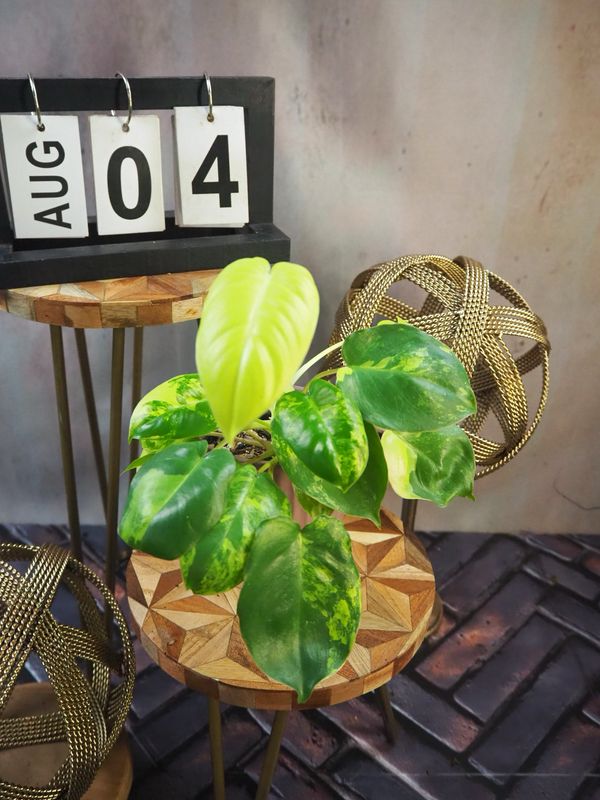 Philodendron Burle Marx Variegata #4