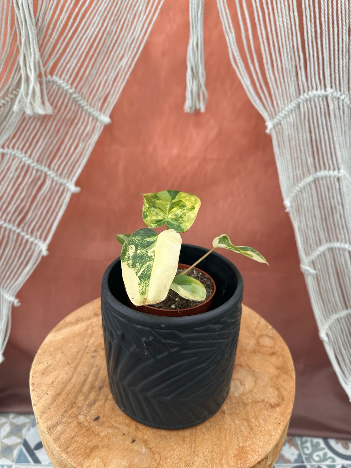 Philodendron Burle Marx Variegata #5