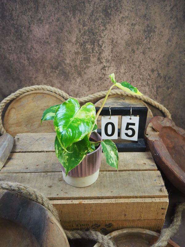 Philodendron Burle Marx Variegata #5 Philodendron Burle Marx Variegata #5